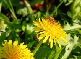 Butterblume