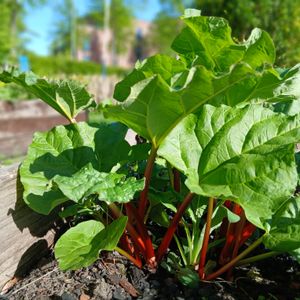 Rhabarber